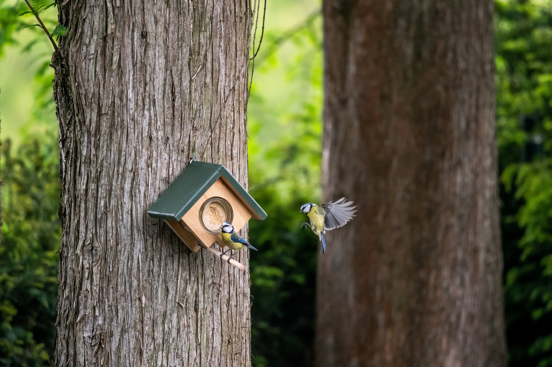 Transform Your Balcony into a Bird Haven